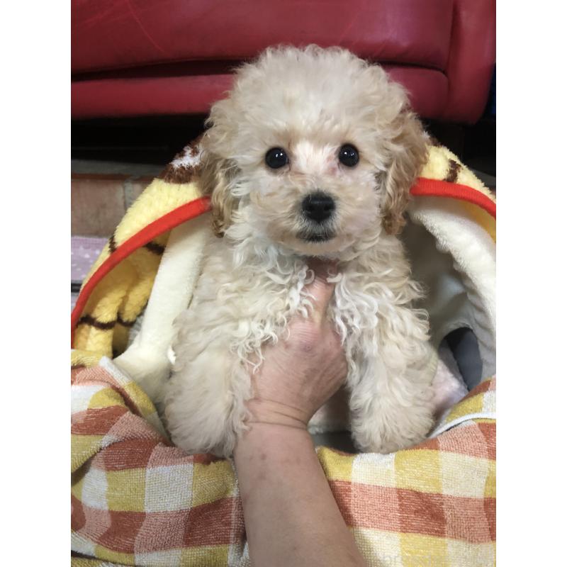 販売中の兵庫県のトイプードル-437676