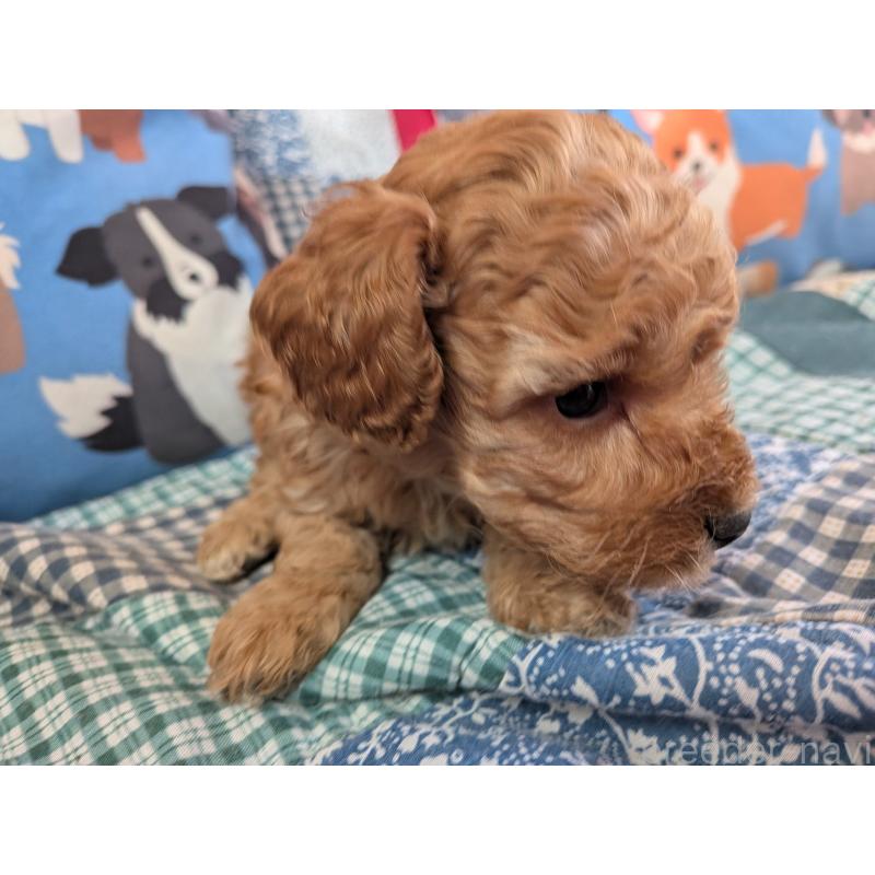 販売中の長野県のタイニープードル-440959の5枚目