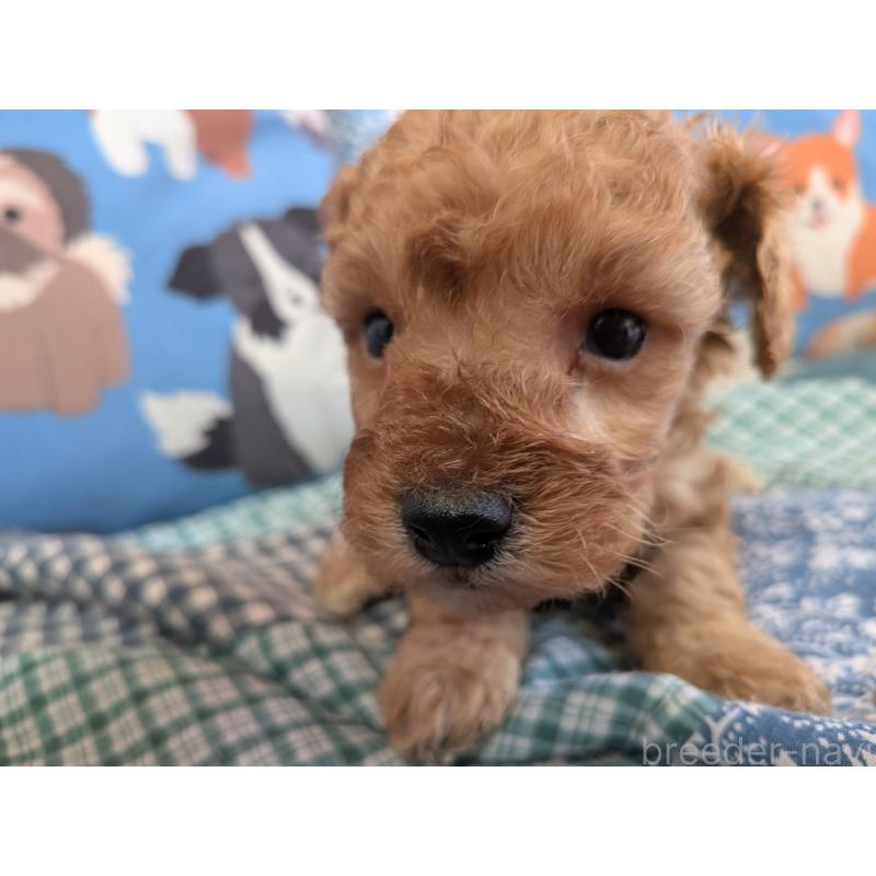 販売中の長野県のタイニープードル-440959の4枚目