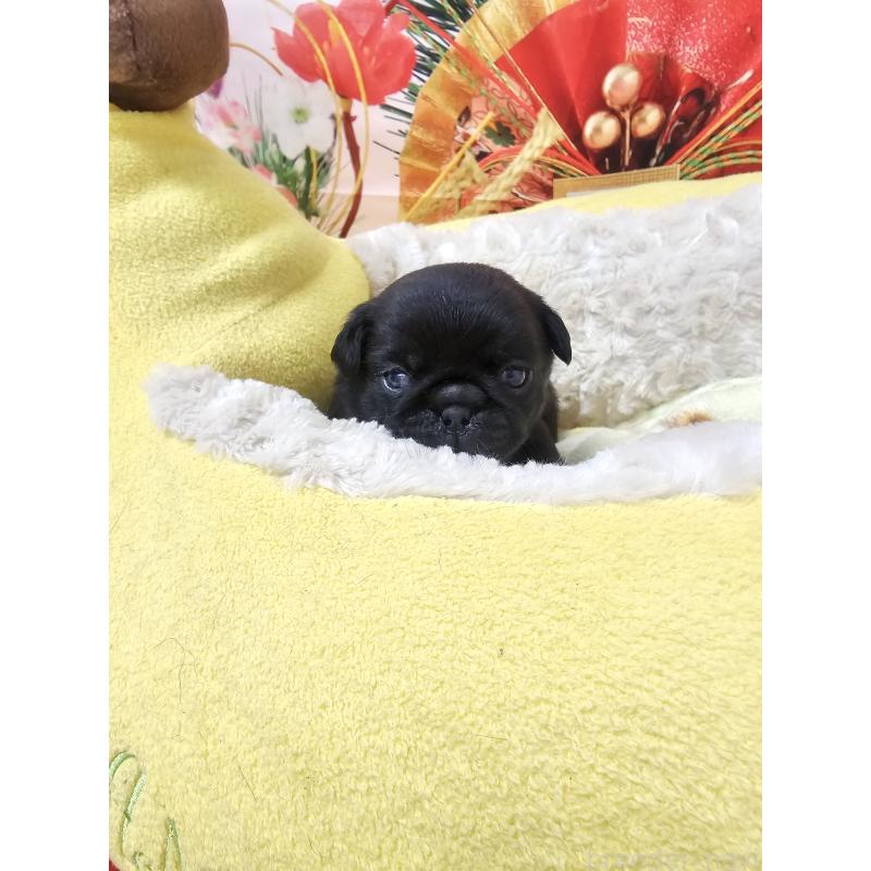 成約済の茨城県のパグ-440958の2枚目