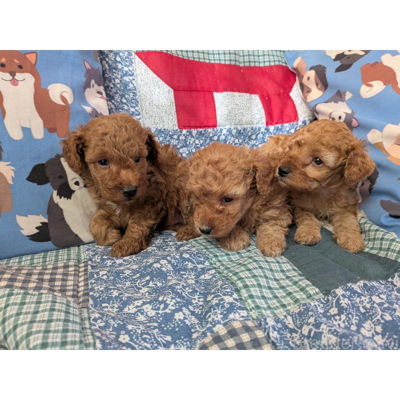 販売中の長野県のタイニープードル-440959の2枚目