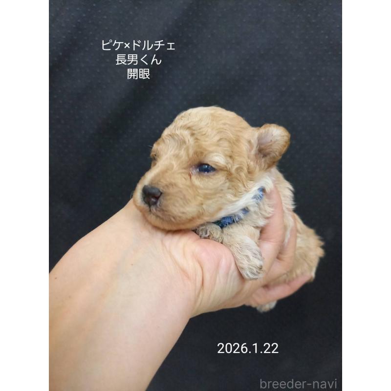 販売中の大阪府のティーカッププードル-437629の5枚目