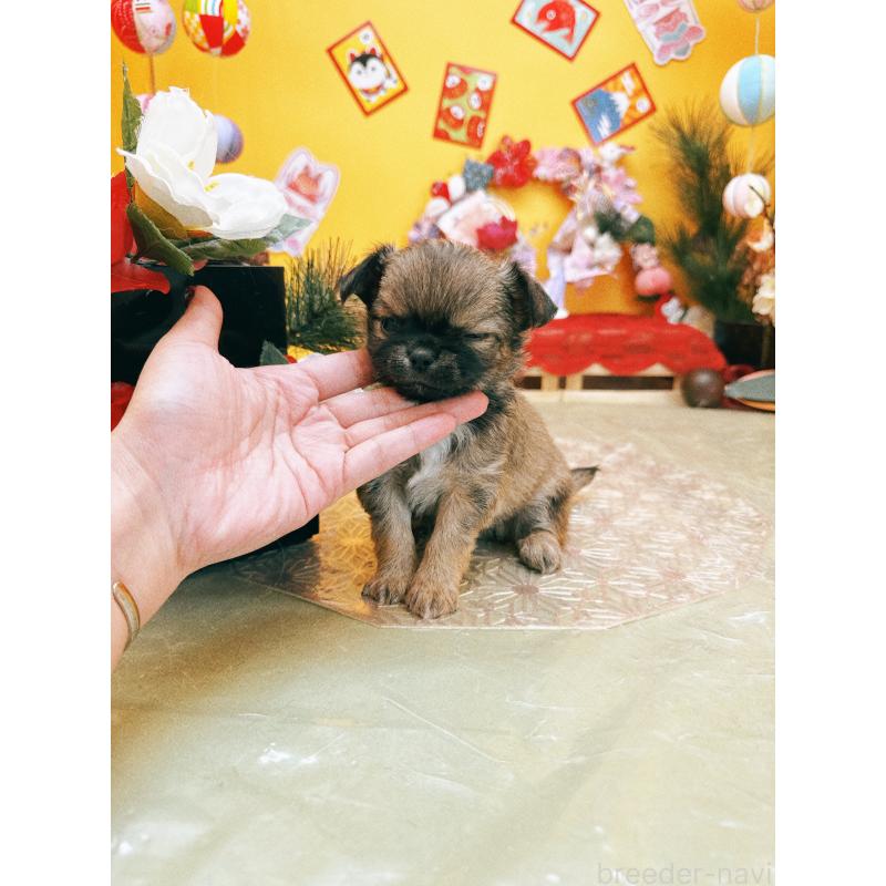 成約済の福岡県のチワワ(ロングコート)-438543の8枚目