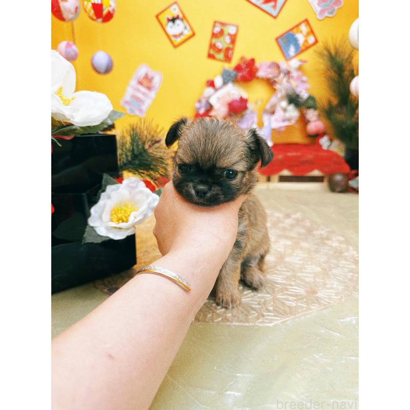 成約済の福岡県のチワワ(ロングコート)-438543の6枚目