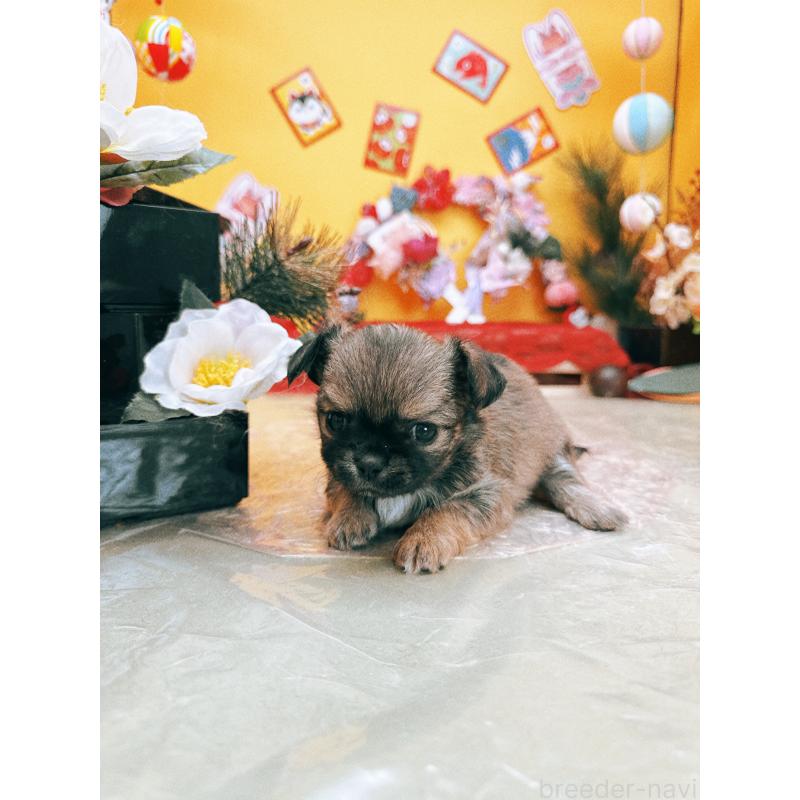 成約済の福岡県のチワワ(ロングコート)-438543の5枚目