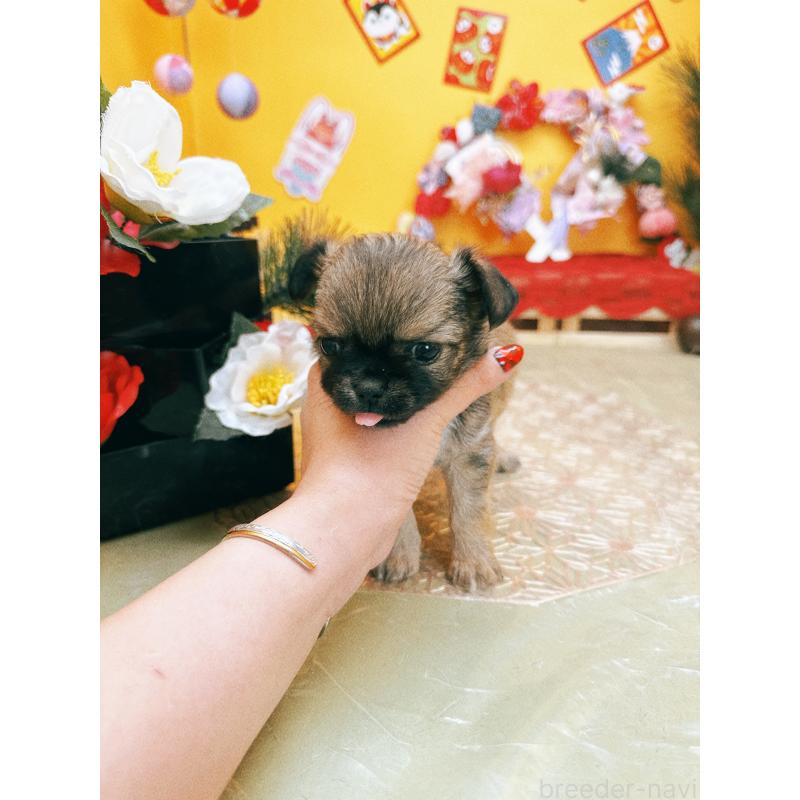 成約済の福岡県のチワワ(ロングコート)-438543の4枚目