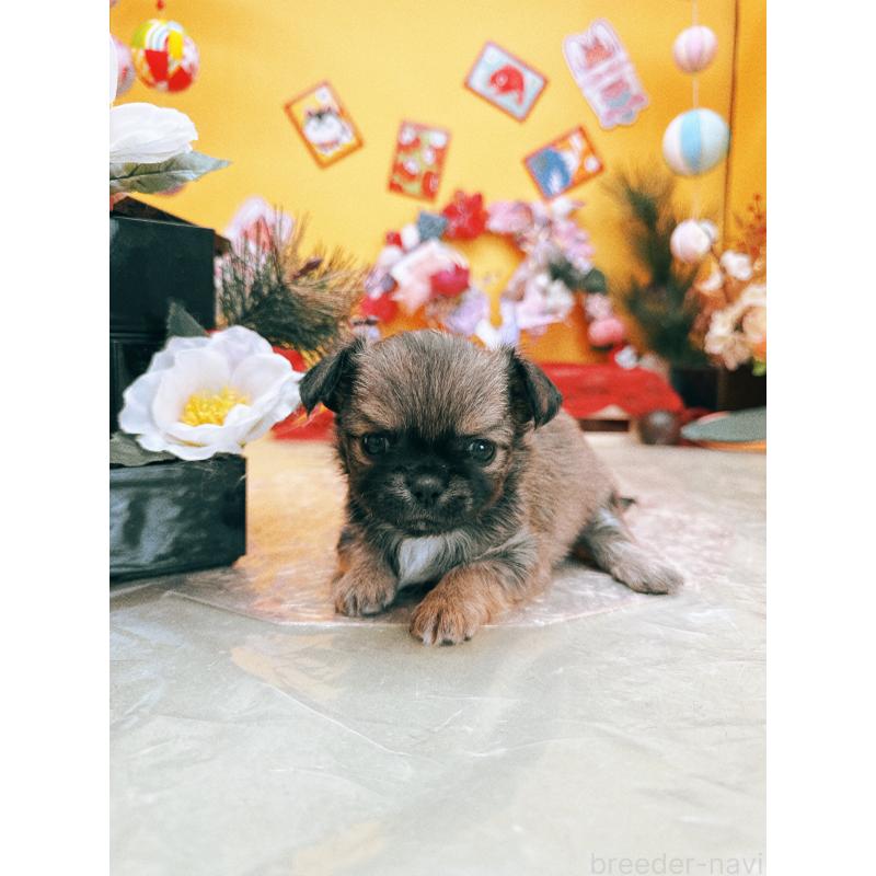 成約済の福岡県のチワワ(ロングコート)-438543の3枚目