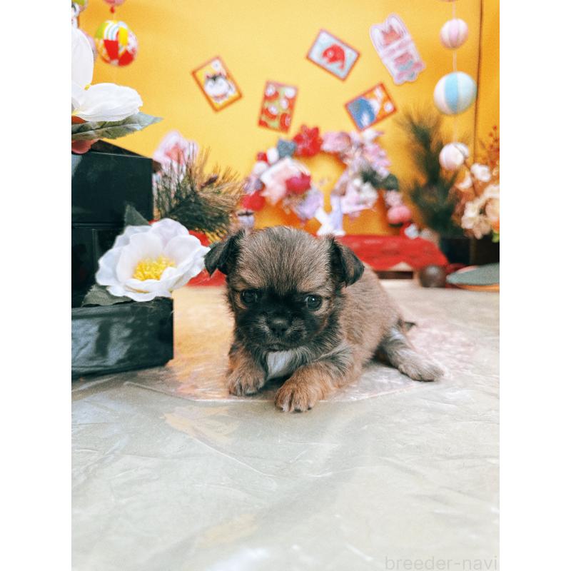 成約済の福岡県のチワワ(ロングコート)-438543の2枚目