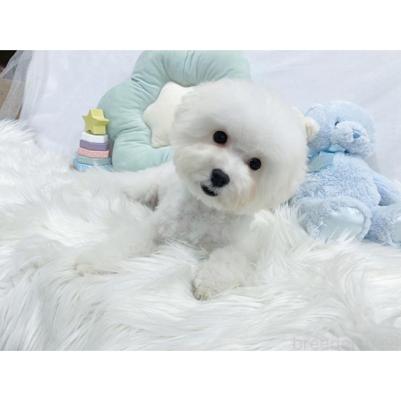 販売中の大阪府のビションフリーゼ-440965の5枚目