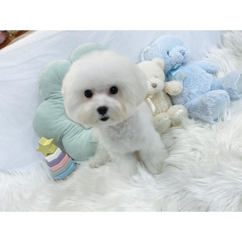 販売中の大阪府のビションフリーゼ-440965の4枚目