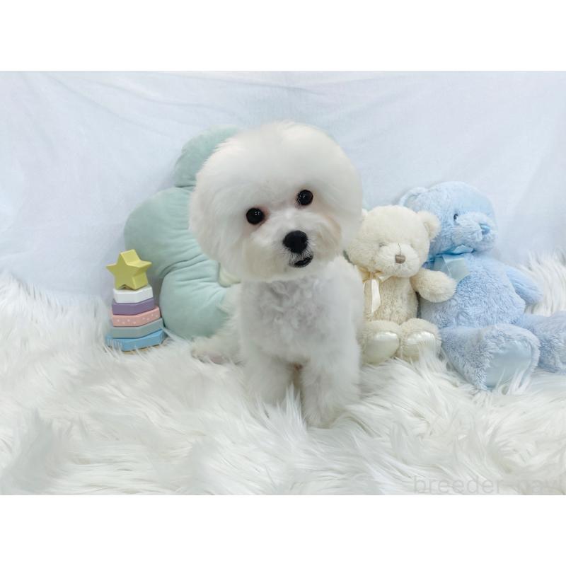 販売中の大阪府のビションフリーゼ-440965の3枚目