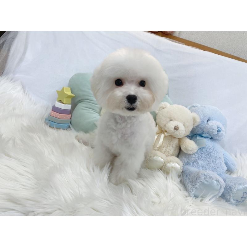 販売中の大阪府のビションフリーゼ-440965の2枚目