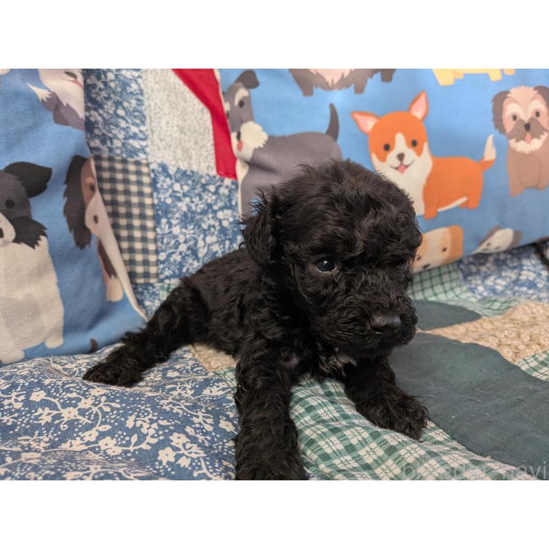 販売中の長野県のトイプードル-440962の5枚目