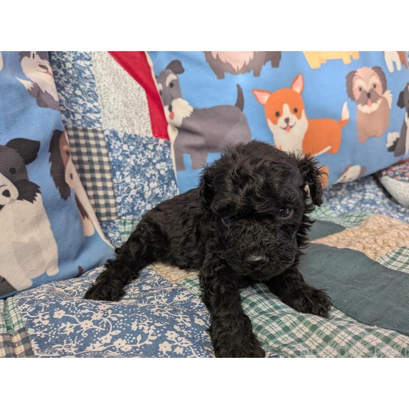 販売中の長野県のトイプードル-440962の4枚目