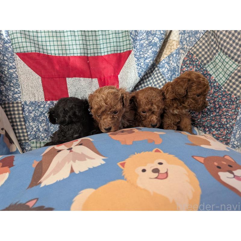 販売中の長野県のトイプードル-440962の3枚目