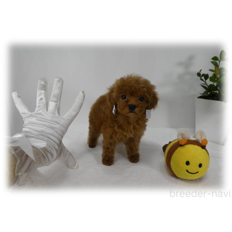 販売中の埼玉県のティーカッププードル-440960の11枚目