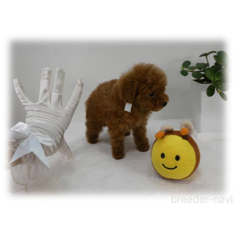 販売中の埼玉県のティーカッププードル-440960の10枚目