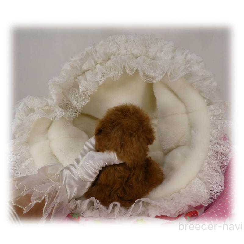 販売中の埼玉県のティーカッププードル-440960の9枚目