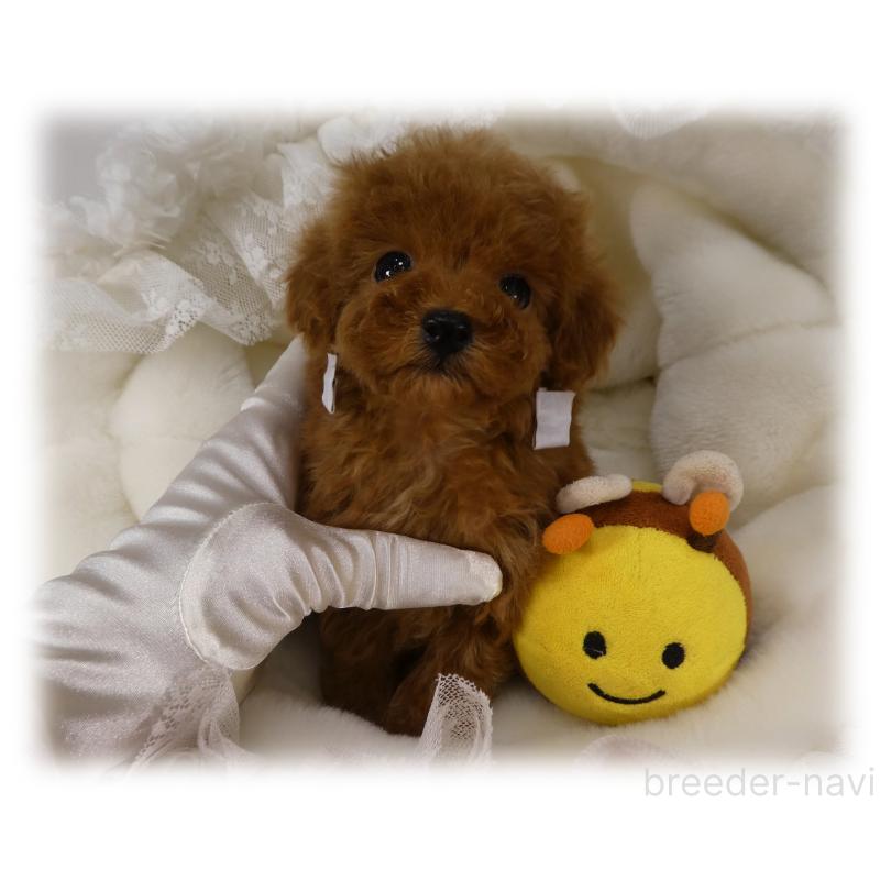 販売中の埼玉県のティーカッププードル-440960の8枚目