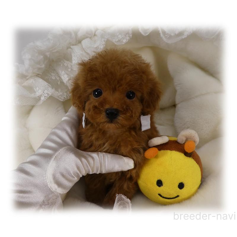 販売中の埼玉県のティーカッププードル-440960の7枚目