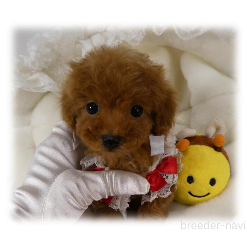 販売中の埼玉県のティーカッププードル-440960の6枚目