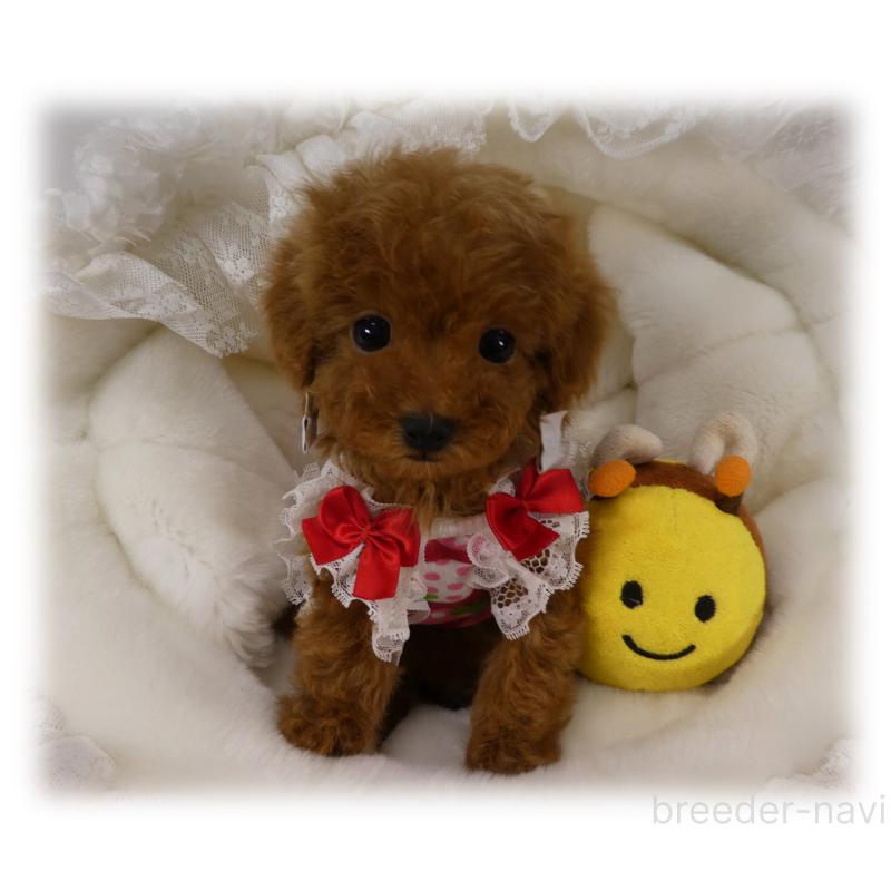 販売中の埼玉県のティーカッププードル-440960の5枚目