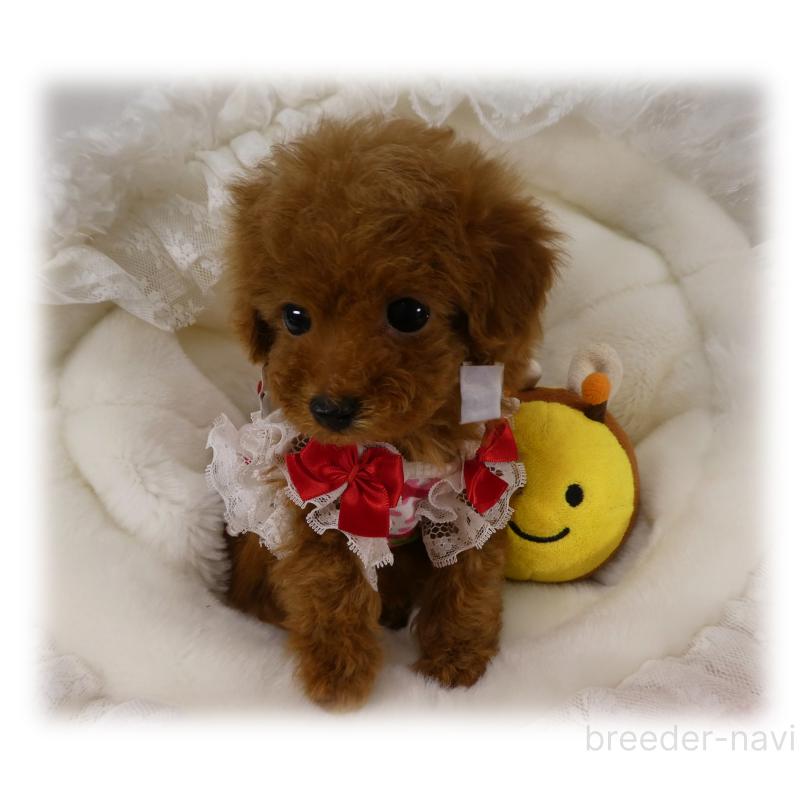 販売中の埼玉県のティーカッププードル-440960の4枚目