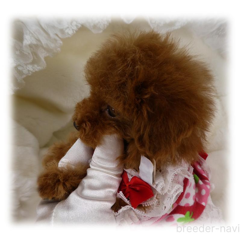 販売中の埼玉県のティーカッププードル-440960の2枚目