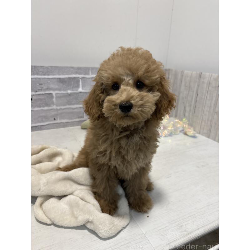 販売中の東京都のトイプードル-430446の13枚目