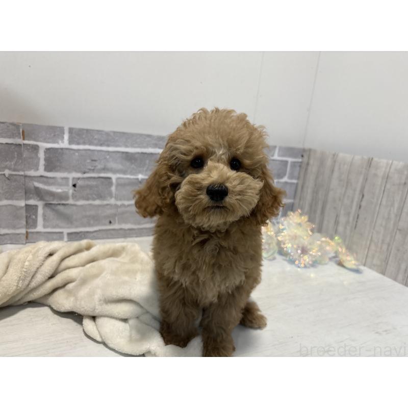 販売中の東京都のトイプードル-430446の12枚目
