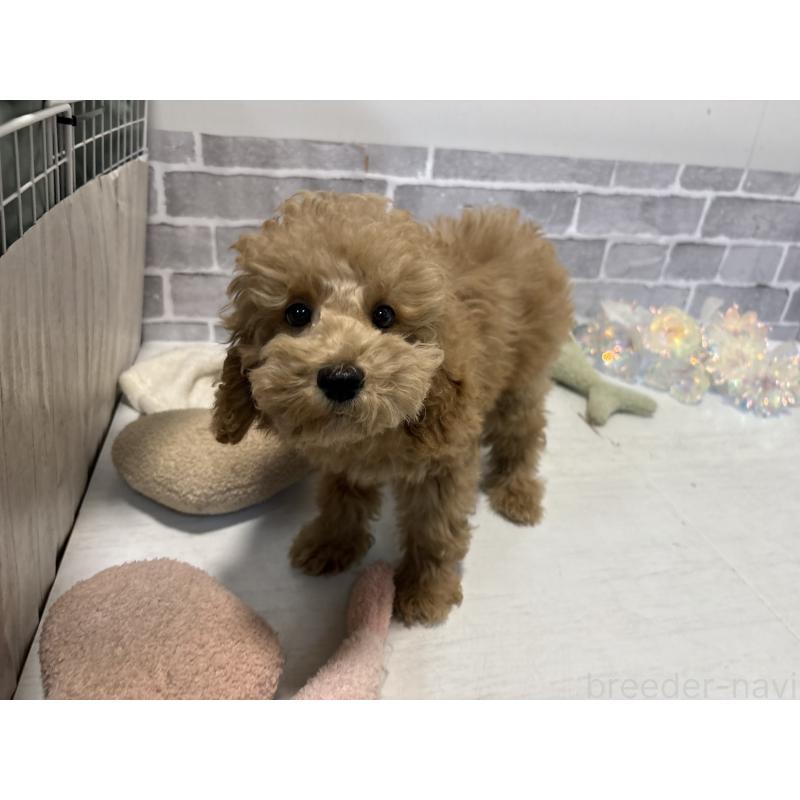 販売中の東京都のトイプードル-430446の11枚目