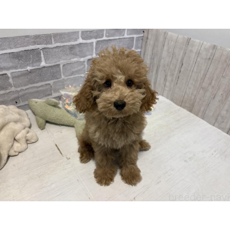 販売中の東京都のトイプードル-430446の10枚目