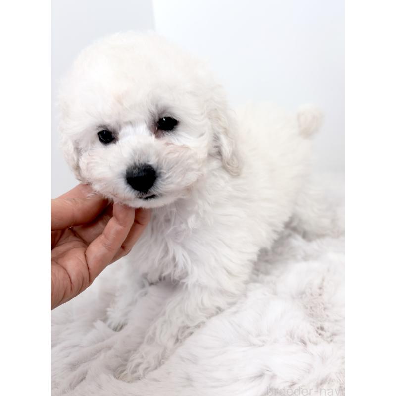 販売中の神奈川県のタイニープードル-440964の5枚目