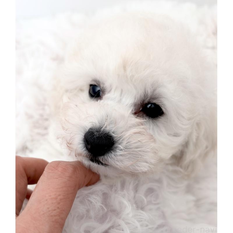 販売中の神奈川県のタイニープードル-440964の4枚目