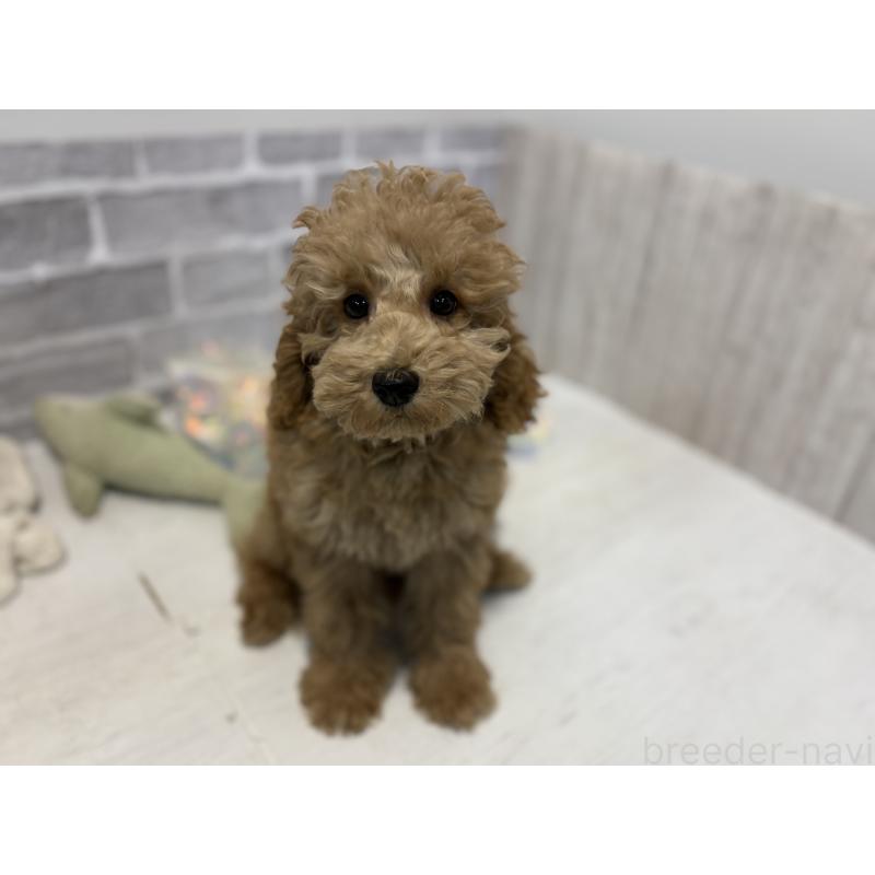 販売中の東京都のトイプードル-430446の9枚目