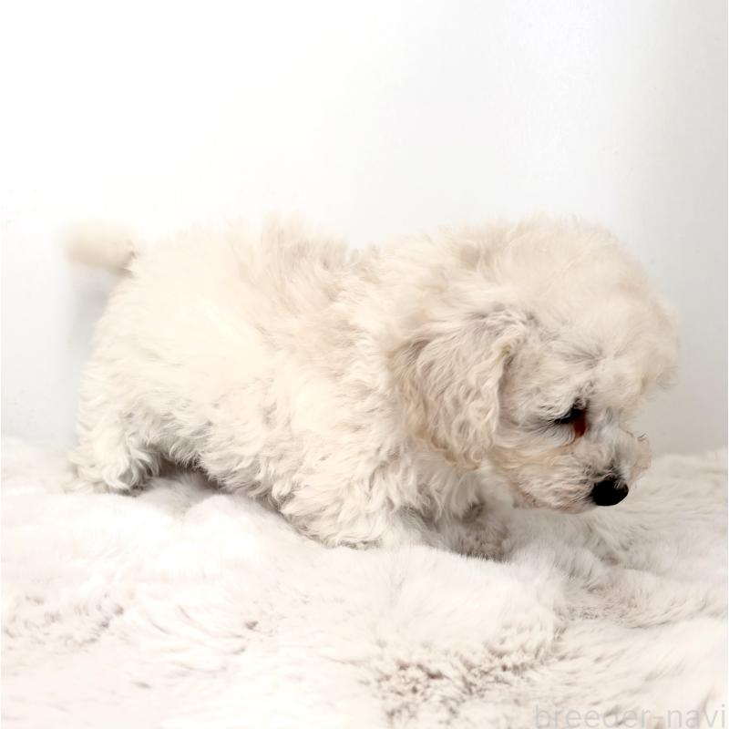 販売中の神奈川県のタイニープードル-440964の3枚目