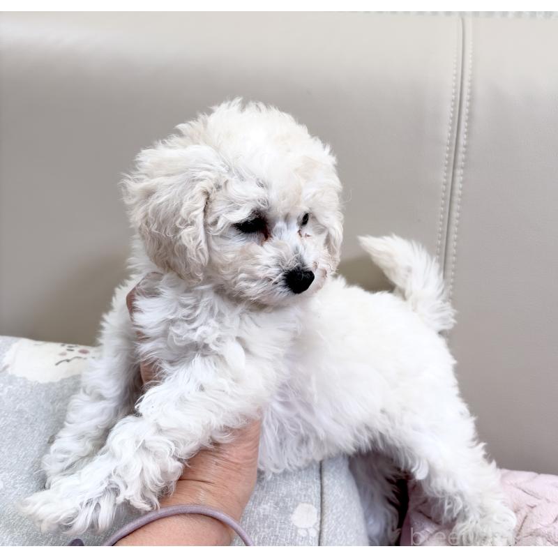 販売中の神奈川県のタイニープードル-440964の2枚目