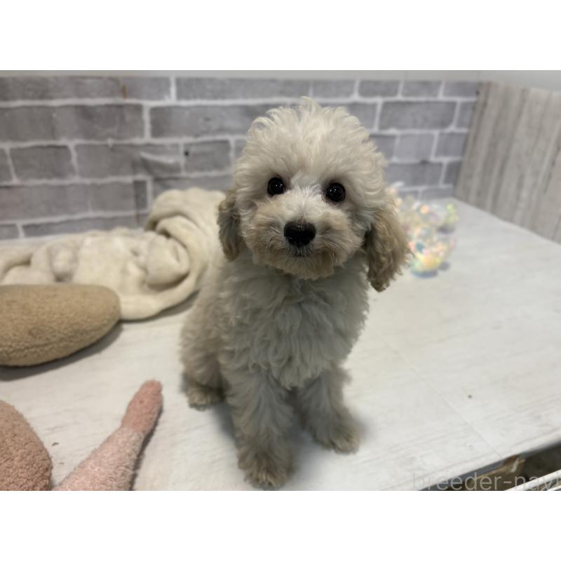 販売中の東京都のトイプードル-430464の9枚目