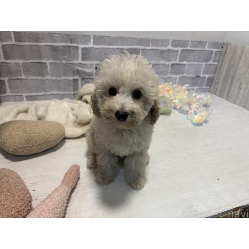 販売中の東京都のトイプードル-430464の8枚目