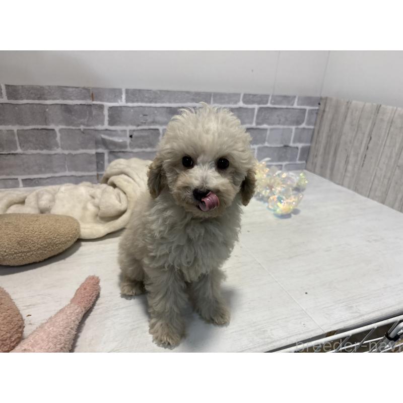 販売中の東京都のトイプードル-430464の7枚目