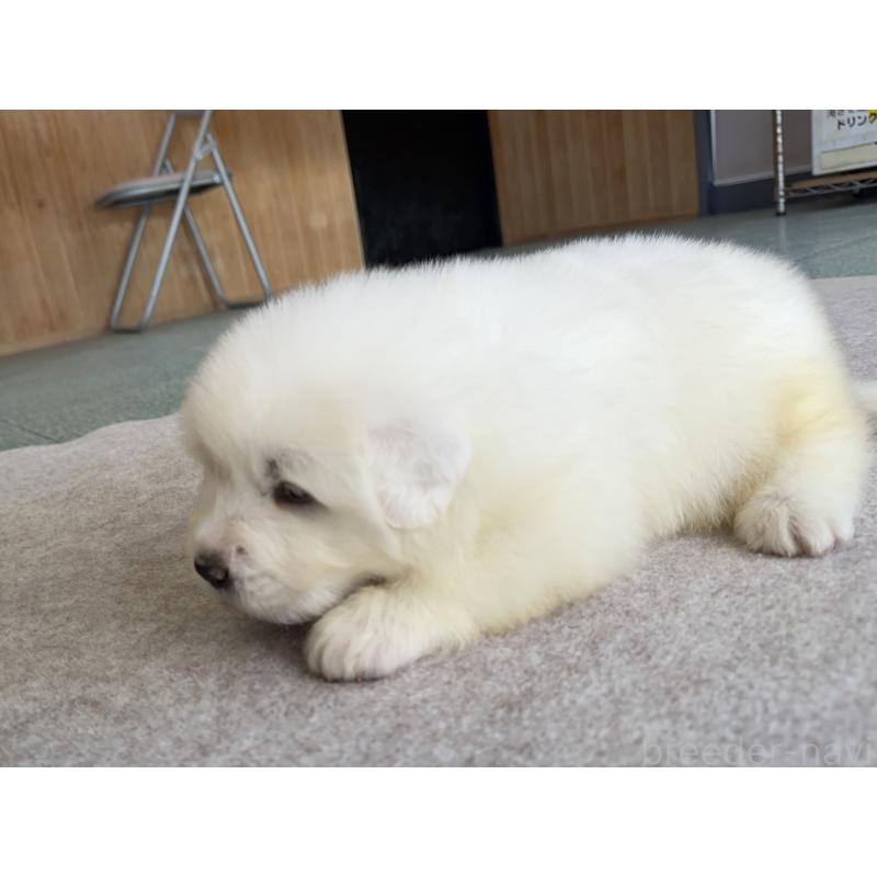 成約済の千葉県のグレートピレニーズ-439611の20枚目