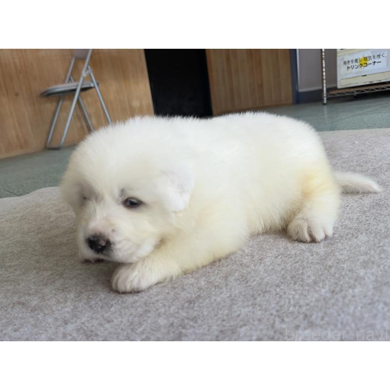 成約済の千葉県のグレートピレニーズ-439611の19枚目