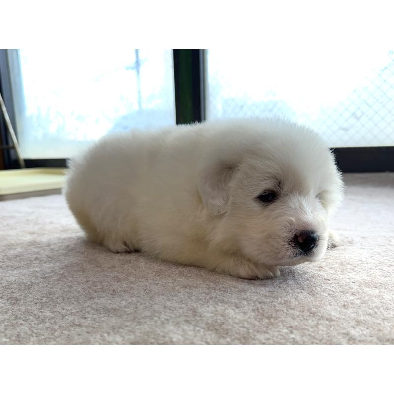 成約済の千葉県のグレートピレニーズ-439611の18枚目