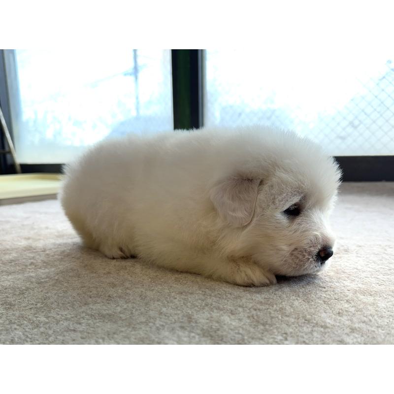 成約済の千葉県のグレートピレニーズ-439611の17枚目