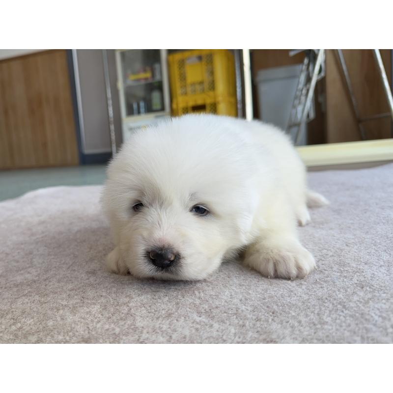 成約済の千葉県のグレートピレニーズ-439611の16枚目