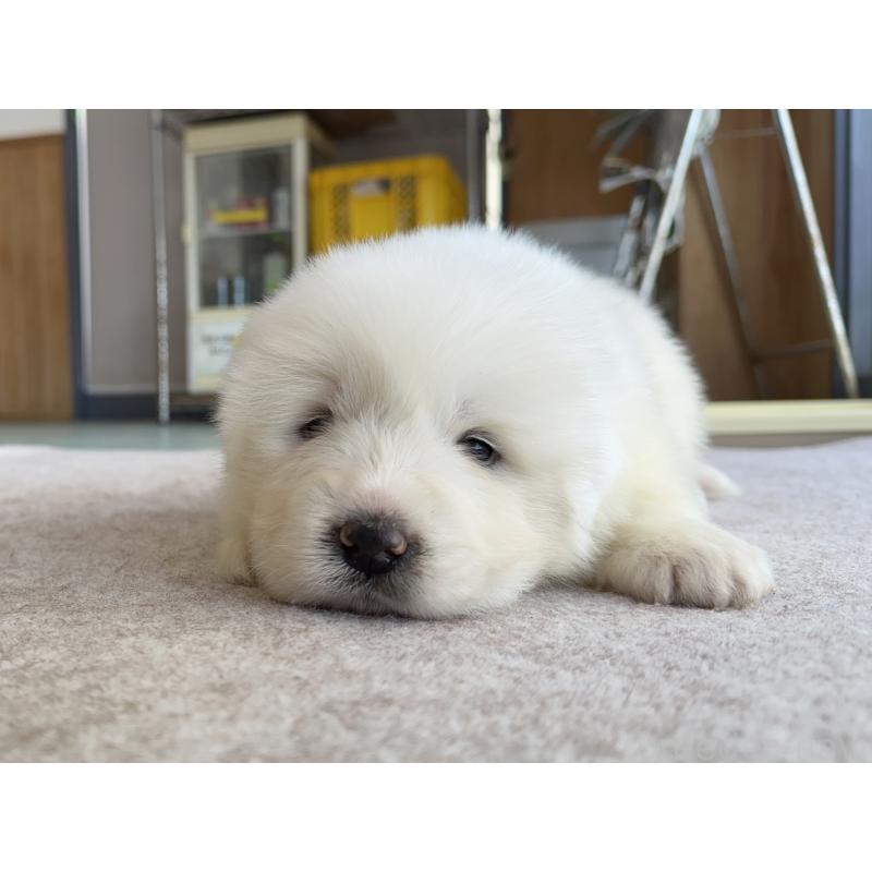 成約済の千葉県のグレートピレニーズ-439611の15枚目