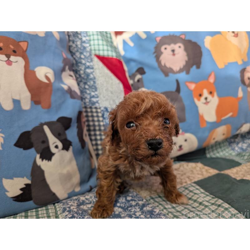 販売中の長野県のタイニープードル-440967の5枚目