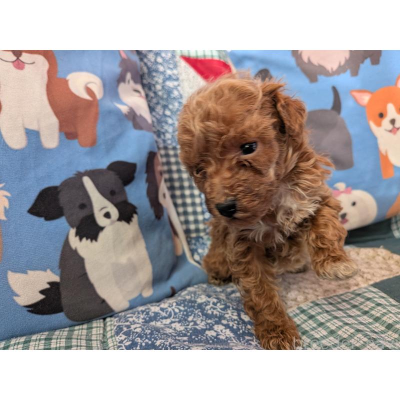 販売中の長野県のタイニープードル-440967の4枚目