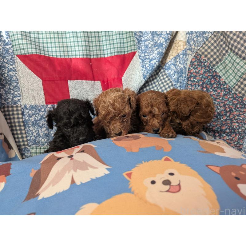 販売中の長野県のタイニープードル-440967の2枚目