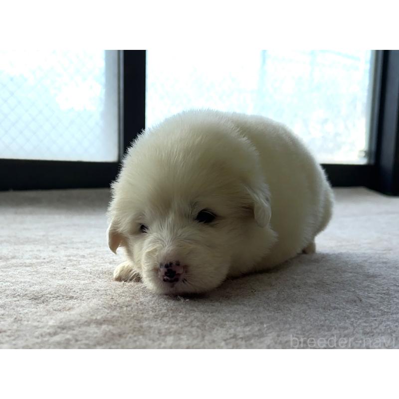 販売中の千葉県のグレートピレニーズ-439603の26枚目